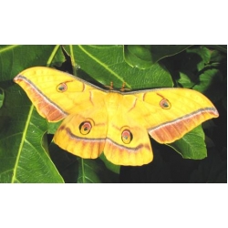 Antheraea yamamai 15 Eggs