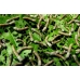 SILKWORM EGGS B mori  RINGED SILKWORMS, YELLOW or GOLD COCOON