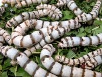 Silkworm Eggs variety ZEBRA