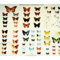 CHART British Butterflies Chart H D Swain.
