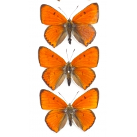 C001 Lycaena dispar batavus
