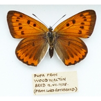 C002 Lycaena dispar batavus C002 Lycaena dispar batavus