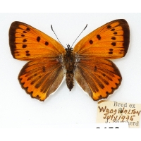 C004 Lycaena dispar batavus