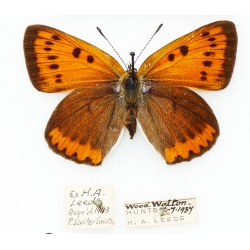 C005 Lycaena dispar batavus