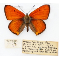 C006 Lycaena dispar batavus