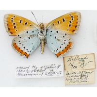 C007 Lycaena dispar batavus