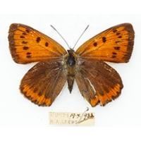 C008 Lycaena dispar batavus