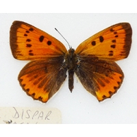 C010 Lycaena dispar batavus