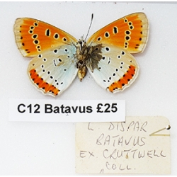 C012 Lycaena dispar batavus
