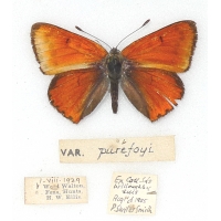 C015 Lycaena dispar rutilus