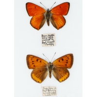 C016 Lycaena dispar rutilus