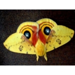 Bullseye Moth Automeris io Eggs 