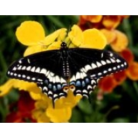 Black Swallowtail asterias pupae 