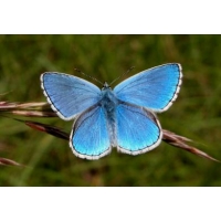 Adonis Blue bellargus 10 larvae Adonis Blue bellargus 10 larvae