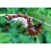 Comma larvae c-album 10 larvae