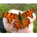 Comma larvae c-album 10 larvae