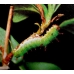 White Admiral camilla FIVE LARVAE - SPECIAL PRICE!