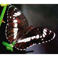 White Admiral camilla FIVE LARVAE - SPECIAL PRICE!