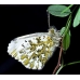 Orange Tip Anthocharis cardamines pupae 