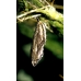 Painted Lady cardui 10 larvae