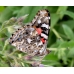 Painted Lady cardui 10 larvae