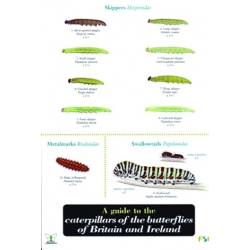 Caterpillars of Butterflies of Britain & Ireland, a laminated fold-out chart