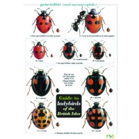 Guide to Ladybirds of the British Isles, a laminated fold-out chart Guide to Ladybirds of the British Isles, a laminated fold-out chart
