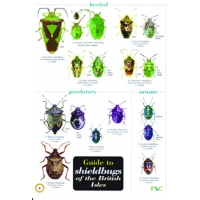 Shieldbugs of the British Isles, a laminated fold-out chart