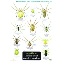 House and Garden Spiders, a laminated fold-out chart
