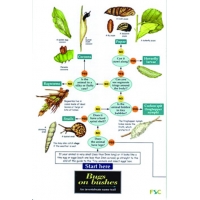 Bugs on Bushes, a laminated fold-out chart