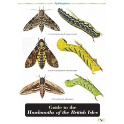 Hawkmoths of the British Isles, a laminated fold-out chart