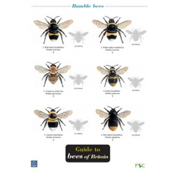 Guide to Bees of Britain, a laminated fold-out chart