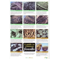 Common Fossils, a 12 page laminated fold-out chart.