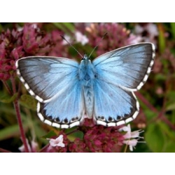 Chalkhill Blue Lysandra coridon 15 eggs