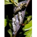 Black-veined White crataegi Egg Batch