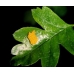 Black-veined White crataegi Egg Batch