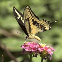 The Giant Swallowtail Papilio cresphontes pupae The Giant Swallowtail Papilio cresphontes pupae