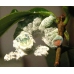 Edwards Atlas Archeoattacus edwardsii  (malayanus) 10 eggs