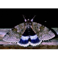 Clifden Nonpareil (Blue Underwing) Catocala fraxini 15 Eggs Clifden Nonpareil (Blue Underwing) Catocala fraxini 15 Eggs