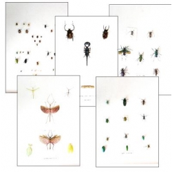 Collection H EXTRAORDINARY INSECTS (1)