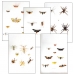Collection H EXTRAORDINARY INSECTS (1)