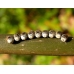 Saturnia (Neoris) schencki Kazakhstan eggs