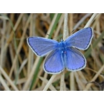 Common Blue icarus 15 eggs or 10 larvae according to availability