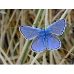 Common Blue icarus 15 eggs or 10 larvae according to availability