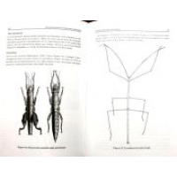 The Amazing World of Stick & Leaf Insects
