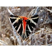 Jersey Tiger quadripunctaria 10 larvae Jersey Tiger quadripunctaria 10 larvae
