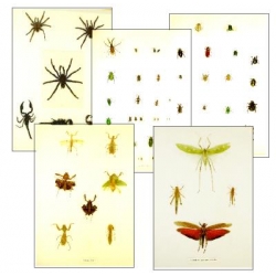 Collection K EXTRAORDINARY INSECTS (2)