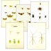 Collection K EXTRAORDINARY INSECTS (2)