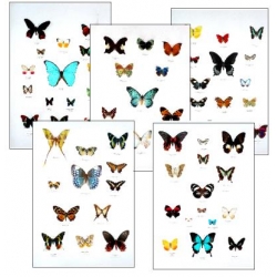 Collection L SPECIAL LEPIDOPTERA