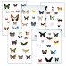Collection L SPECIAL LEPIDOPTERA